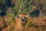 Red Deer Cervus elaphus