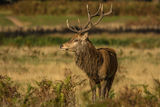 Red Deer Cervus elaphus