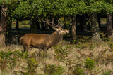 Red Deer Cervus elaphus