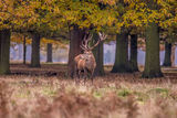 Red Deer Cervus elaphus