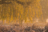 Golden Willow
