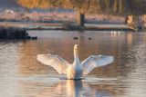 Mute Swan Cygnus olor