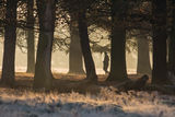 A Walk in the Woods