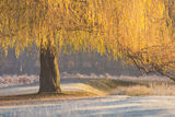 Golden Willow 2