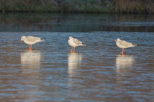 Black Headed Gulls Chroicocephalus ridibundus