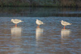 Black Headed Gulls Chroicocephalus ridibundus