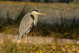 Grey Heron Ardea cinerea