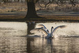 Mute Swans Cygnus olor