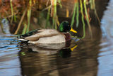 Mallard Anas platyrhynchos