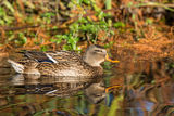 Mallard Anas platyrhynchos