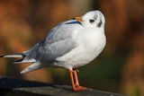 Black Headed Gull Chroicocephalus ridibundus