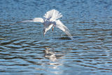 Black Headed Gull Chroicocephalus ridibundus