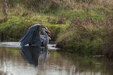 Grey Heron Ardea cinerea