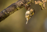 Goldcrest Regulus regulus