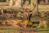 Red Deer Cervus elaphus