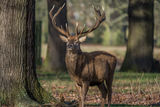 Red Deer ( Stag )