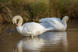 Mute Swans Cygnus olor