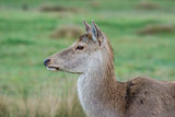 Red Deer Cervus elaphus
