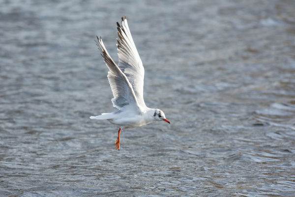 Black Headed Gull Chroicocephalus ridibundus
