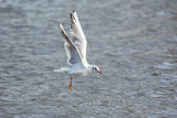 Black Headed Gull Chroicocephalus ridibundus