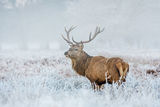 Red Deer Cervus elaphus standing in frosty grasses.