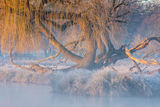 Misty Willow