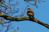 Kestrel Falco tinnunculus