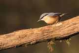 Nuthatch Sitta Europaea