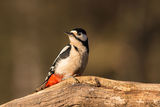 Great Spotted Woodpecker Dendrocopos major