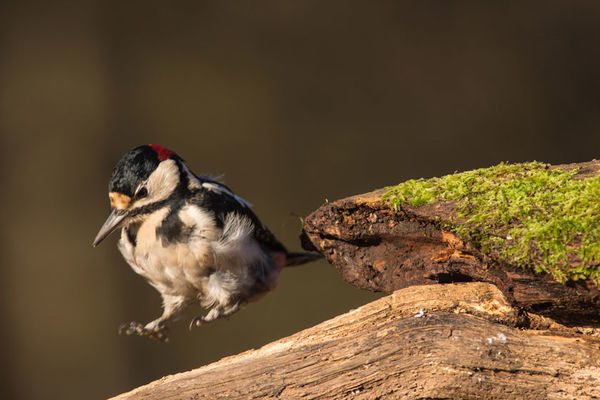 Great Spotted Woodpecker Dendrocopos major