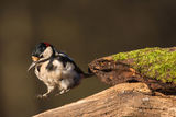 Great Spotted Woodpecker Dendrocopos major