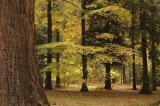 Autumnal woods