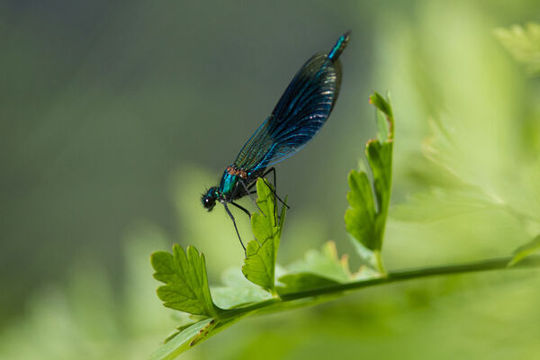Banded Demoiselle Calopteryx splendens