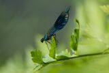 Banded Demoiselle Calopteryx splendens