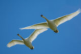Mute Swans Cygnus olor