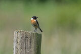 Stonechat Saxicola torquata