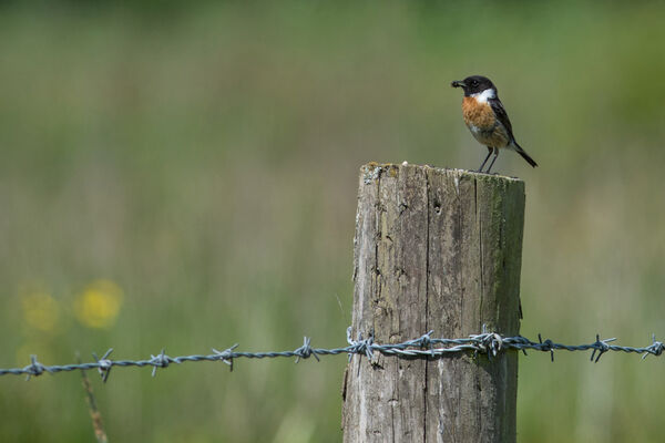 Stonechat Saxicola torquata