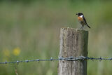 Stonechat Saxicola torquata