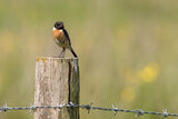 Stonechat Saxicola torquata