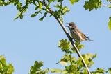 Whitethroat Sylvia communis
