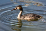 Great Crested Grebe Podiceps cristatus