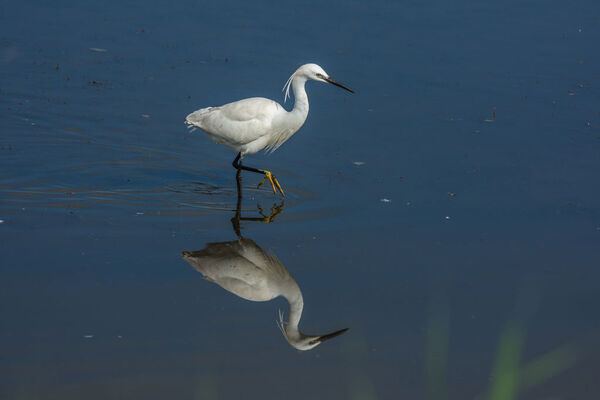 Little Egret Egretta garzetta