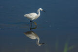 Little Egret Egretta garzetta
