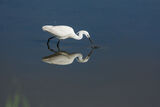Little Egret Egretta garzetta