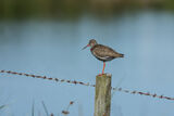 Redshank Tringa totanus