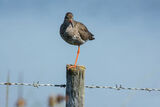 Redshank Tringa totanus