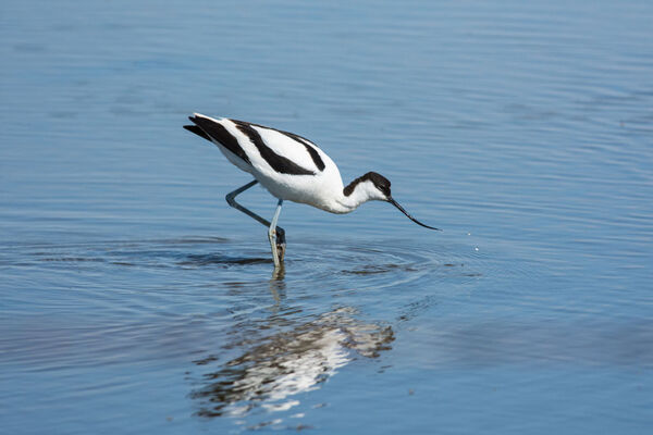 Avocet Recurvirostra avosetta