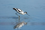 Avocet Recurvirostra avosetta