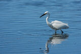 Little Egret Egretta garzetta