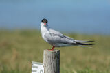 Common Tern Sterna hirundo